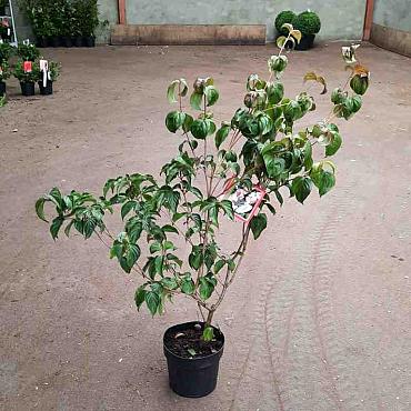 Cornus k. 'Satomi'