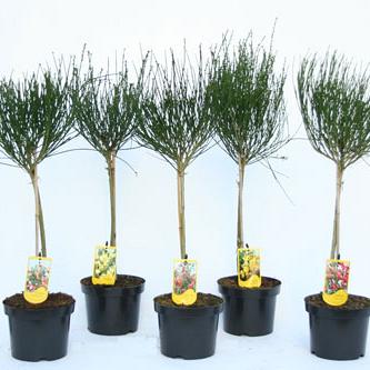 Cytisus scop. in Cultivars