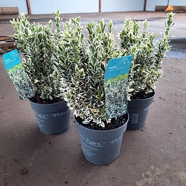 Euonymus jap. 'White Spire' 