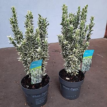 Euonymus jap. 'White Spire' 