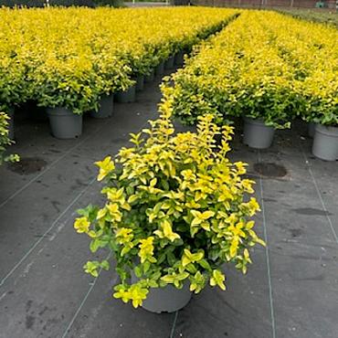 Euonymus jap. Goldmine