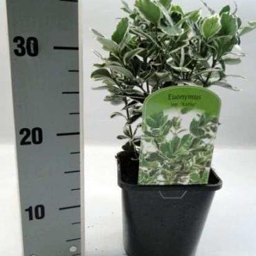Euonymus jap. 'Kathy'