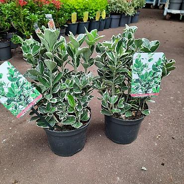 Euonymus jap. 'Kathy'