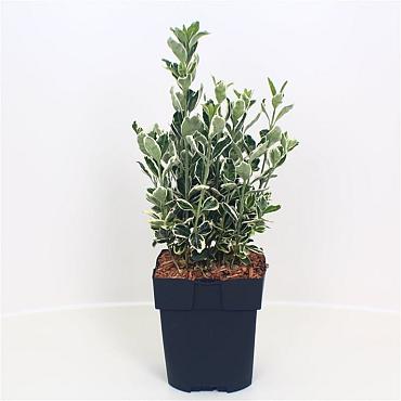Euonymus jap. 'Kathy'