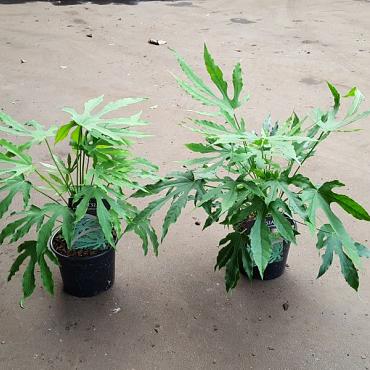 Fatsia jap. 'Green Fingers'