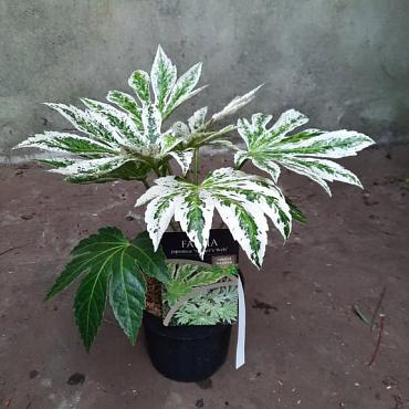 Fatsia jap. 'Spider's Web'