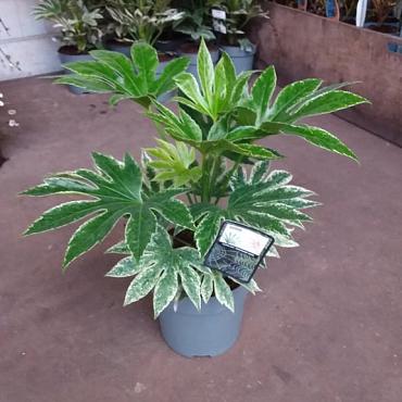 Fatsia jap. 'Spider's Web'