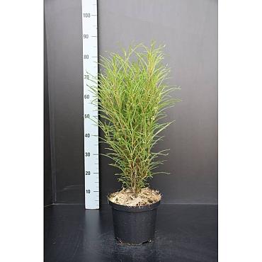 Frangula alnus Fine Line