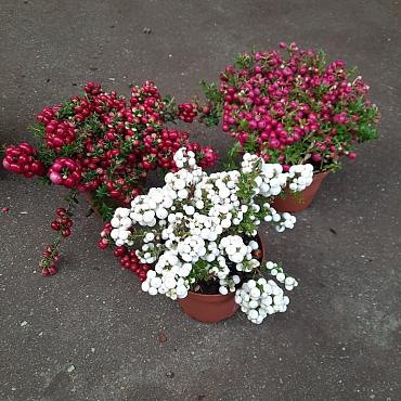 Gaultheria mucronata