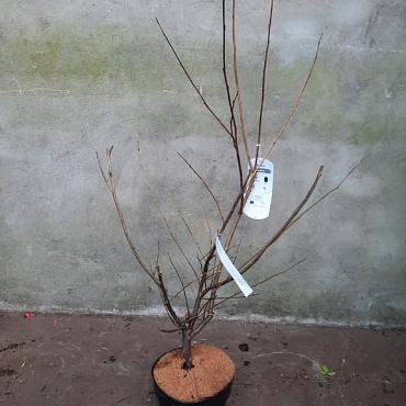 Halesia carolina