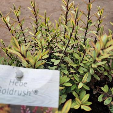 Hebe 'Goldrush'