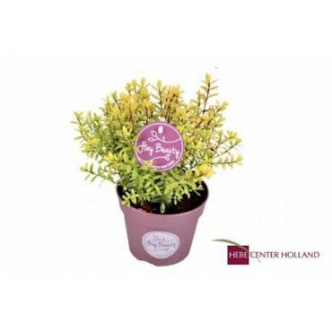 Hebe 'Goldrush'
