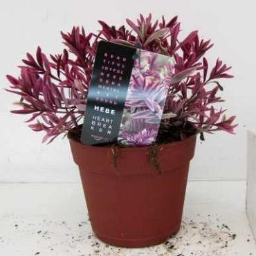 Hebe 'Heartbreaker'