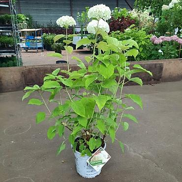 Hydrangea a. Strong Annabelle