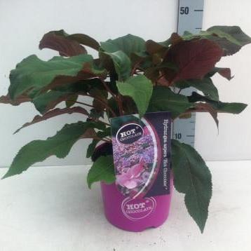 Hydrangea aspera 'Hot Chocolate'