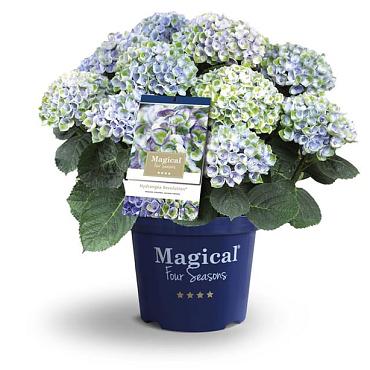 Hydrangea macr. Magical Four Seasons Mix 