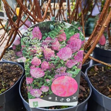 Hydrangea pan. Sundae Fraise
