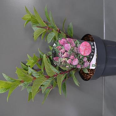 Hydrangea pan. Sundae Fraise