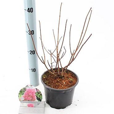 Hydrangea pan. Sundae Fraise