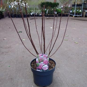 Hydrangea pan. Vanille-Fraise