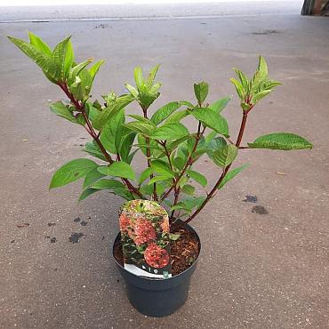 Hydrangea pan. 'Wim's Red'