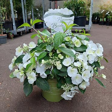 Hydrangea Runaway Bride