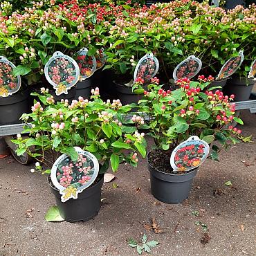 Hypericum inod. Magical Mix