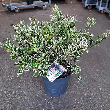 Ilex aq. 'Ingramii'
