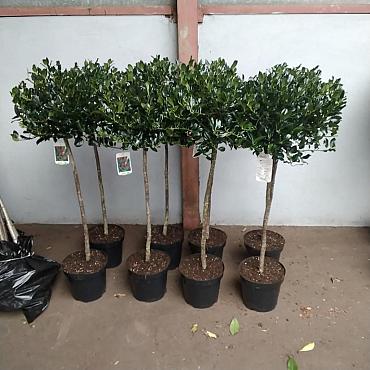 Ilex aq. 'J.C. van Tol'