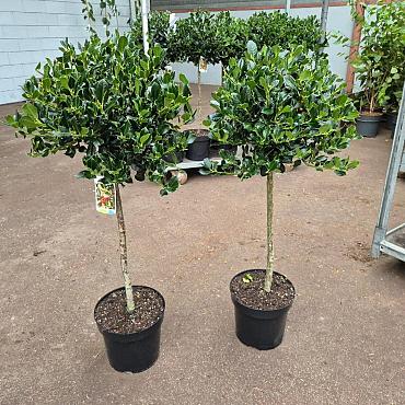 Ilex aq. 'J.C. van Tol'