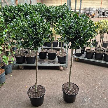 Ilex aq. 'J.C. van Tol'