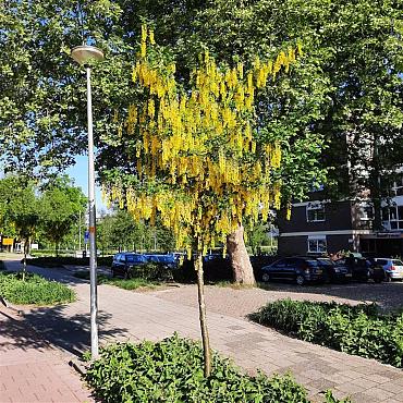 Laburnum wat. 'Vossii'