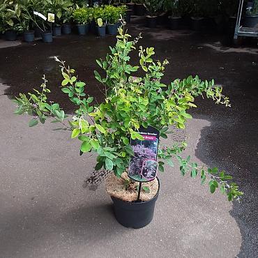 Lespedeza bicolor 'Summer Beauty'