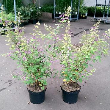 Lespedeza bicolor 'Summer Beauty'