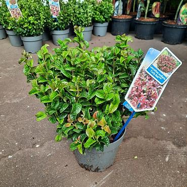 Leucothoe axillaris 'Curly Red'