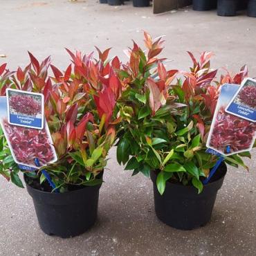 Leucothoe Scarletta