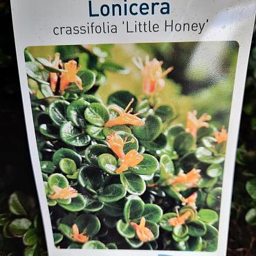 Lonicera 'Little Honey'