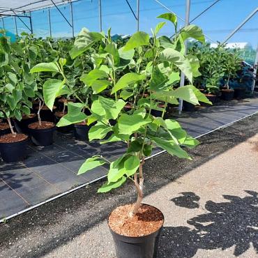 Magnolia 'Blue Baby'