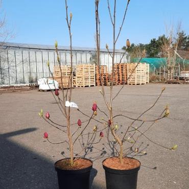 Magnolia 'Genie'