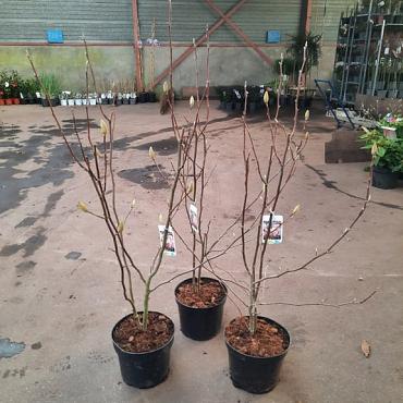 Magnolia soulangeana