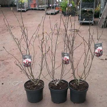 Magnolia soulangeana
