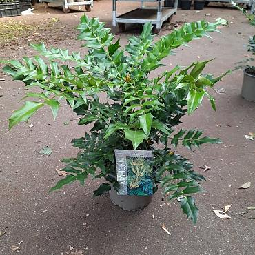 Mahonia media 'Winter Sun'