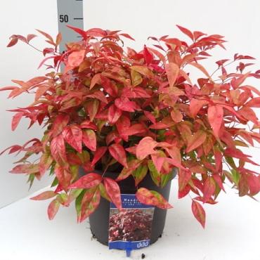 Nandina d. Blush Pink