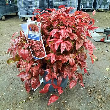 Nandina d. Blush Pink