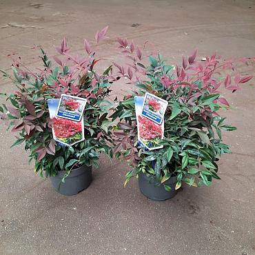 Nandina d. Obsessed