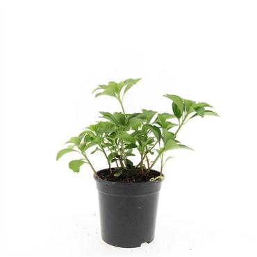 Pachysandra terminalis