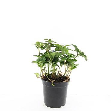 Pachysandra terminalis