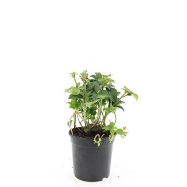 Pachysandra terminalis