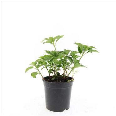 Pachysandra terminalis