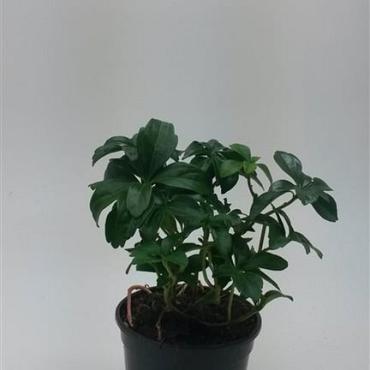 Pachysandra terminalis